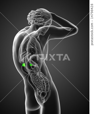 3d render  illustration of the  adrenal glands 14798428