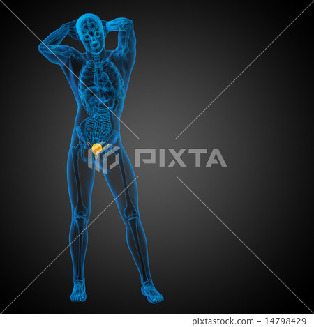 3d render medical illustration of the bladder 14798429