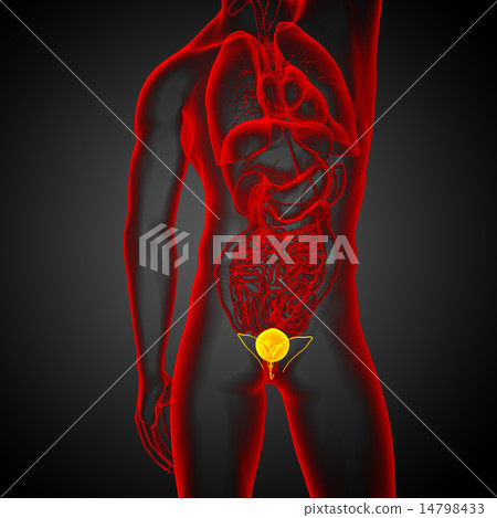 3d render medical illustration of the bladder 14798433