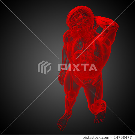 3d render illustration of the human anatomy 3d render illustration of the human anatomy 14798477