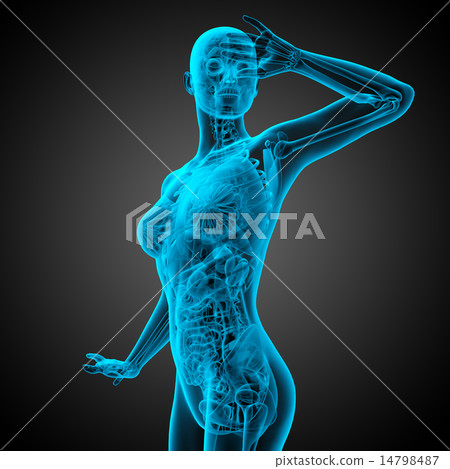 3d render illustration of the human anatomy 3d render illustration of the human anatomy 14798487