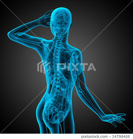 3d render illustration of the human anatomy 3d render illustration of the human anatomy 14798488