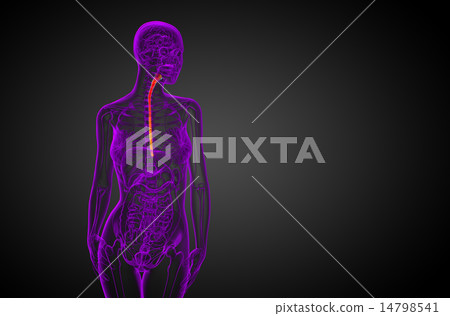 3d rendered illustration of the esophagus 3d rendered illustration of the esophagus 14798541