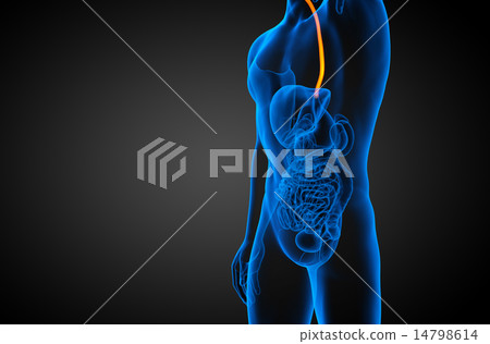 3d rendered illustration of the esophagus 3d rendered illustration of the esophagus 14798614