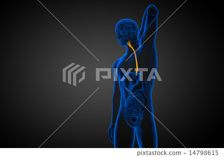 3d rendered illustration of the esophagus 3d rendered illustration of the esophagus 14798615