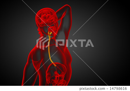 3d rendered illustration of the esophagus 3d rendered illustration of the esophagus 14798616
