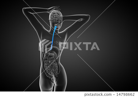 3d rendered illustration of the esophagus 3d rendered illustration of the esophagus 14798662