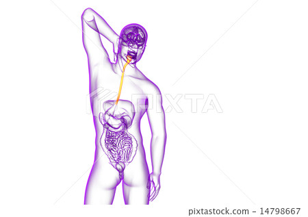 3d rendered illustration of the esophagus 3d rendered illustration of the esophagus 14798667