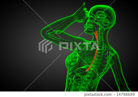 3d rendered illustration of the esophagus 3d rendered illustration of the esophagus 14798689