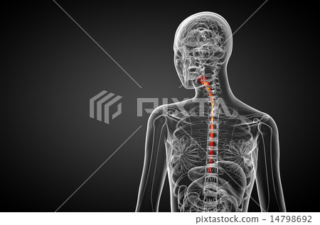 3d rendered illustration of the esophagus 3d rendered illustration of the esophagus 14798692