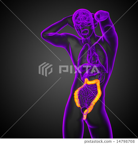 Human digestive system large intestine Human digestive system large intestine 14798708