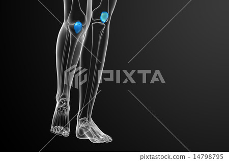 3d render medical illustration of the patella bone 14798795