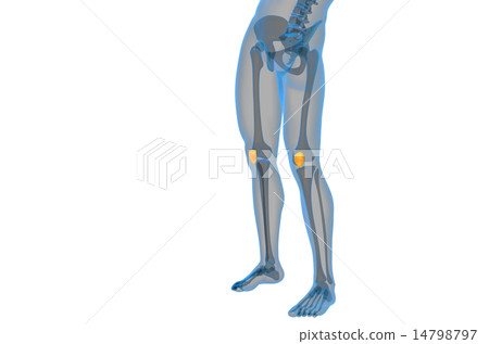 3d render medical illustration of the patella bone 14798797