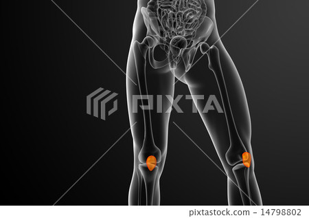 3d render medical illustration of the patella bone 14798802
