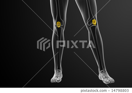 3d render medical illustration of the patella bone 14798803