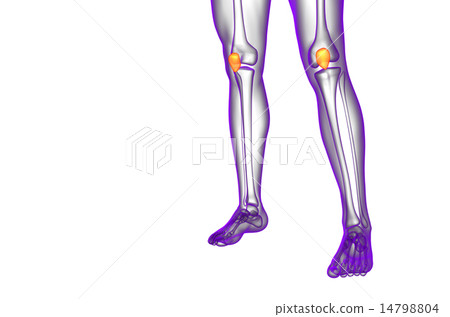 3d render medical illustration of the patella bone 14798804