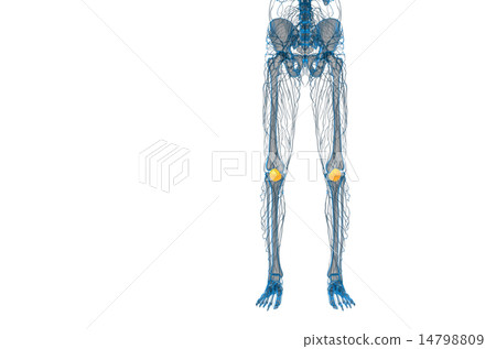 3d render medical illustration of the patella bone 14798809
