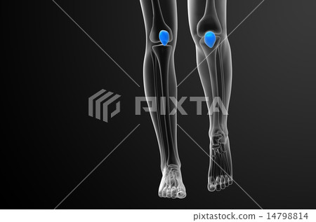 3d render medical illustration of the patella bone 14798814