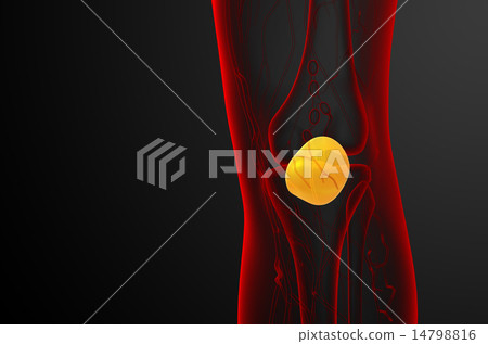 3d render medical illustration of the patella bone 3d render medical illustration of the patella bone 14798816