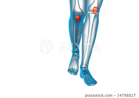 3d render medical illustration of the patella bone 14798827