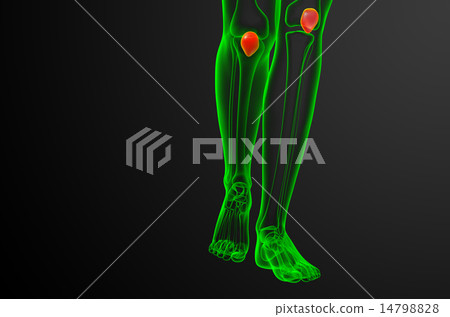 3d render medical illustration of the patella bone 14798828
