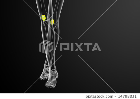 3d render medical illustration of the patella bone 14798831