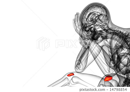 3d render medical illustration of the patella bone 14798854