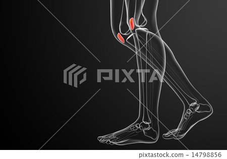 3d render medical illustration of the patella bone 14798856