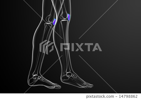 3d render medical illustration of the patella bone 14798862