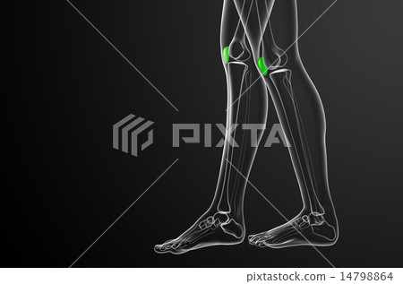 3d render medical illustration of the patella bone 3d render medical illustration of the patella bone 14798864