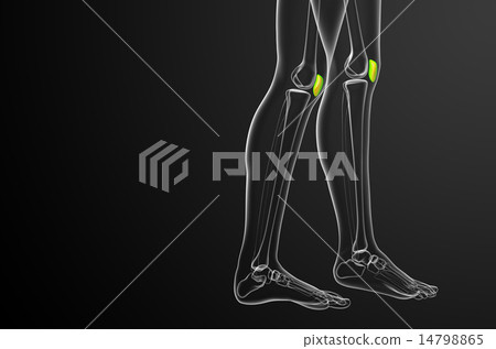 3d render medical illustration of the patella bone 14798865
