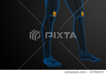 3d render medical illustration of the patella bone 14798874