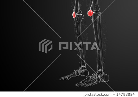 3d render medical illustration of the patella bone 14798884
