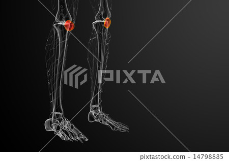 3d render medical illustration of the patella bone 14798885