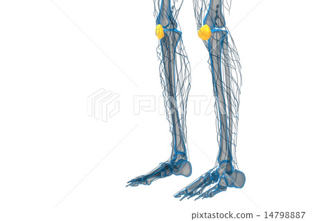 3d render medical illustration of the patella bone 14798887