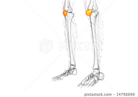 3d render medical illustration of the patella bone 14798899
