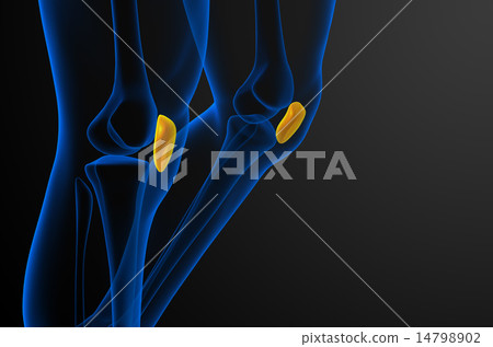 3d render medical illustration of the patella bone 14798902