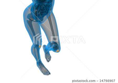 3d render medical illustration of the patella bone 14798907