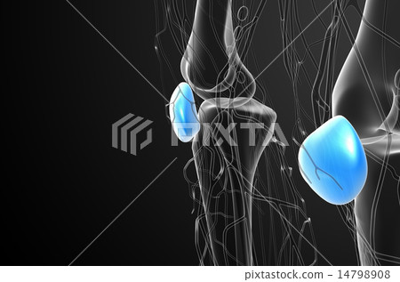 3d render medical illustration of the patella bone 14798908