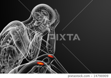 3d render medical illustration of the patella bone 14798909