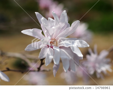 Sidekobushi花 Sidekobushi花 14798961