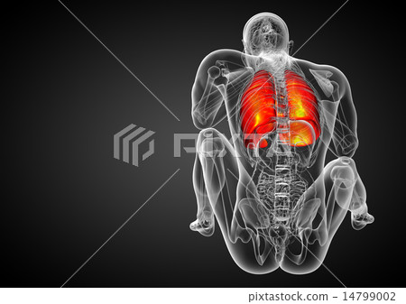 3d render illustration of the respiratory system 14799002