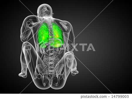 3d render illustration of the respiratory system 3d render illustration of the respiratory system 14799003