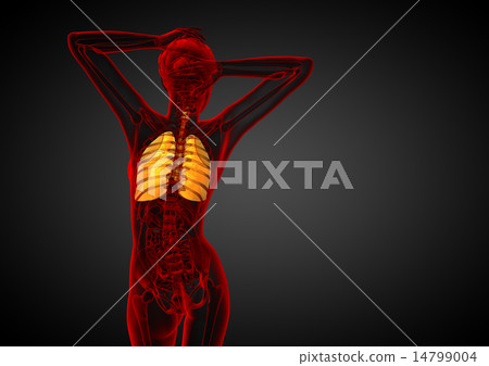 3d render illustration of the respiratory system 14799004