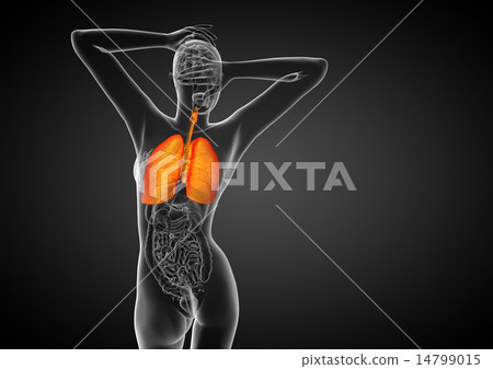 3d render illustration of the respiratory system 14799015