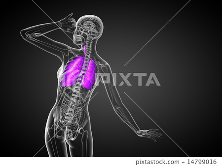 3d render illustration of the respiratory system 3d render illustration of the respiratory system 14799016