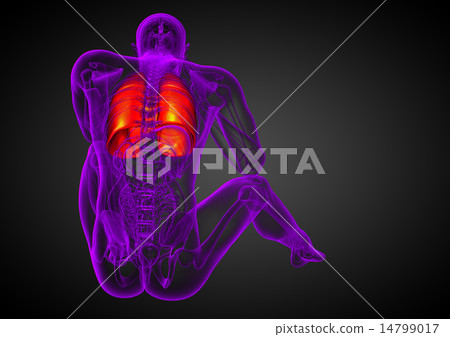 3d render illustration of the respiratory system 14799017