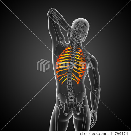 3d render medical illustration of the ribcage - Stock Illustration ...