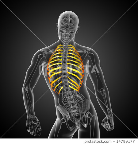 3d render medical illustration of the ribcage - Stock Illustration ...