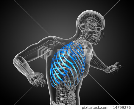 3d render medical illustration of the ribcage 3d render medical illustration of the ribcage 14799276